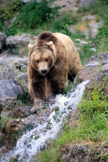 Eurasian brown bear (Ursus arctos arctos), adult, male, at the water, alert, in summer, Bavarian
