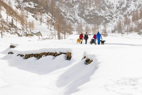 Dog walkers on Plat de la Lee, Zinal, Val d'Anniviers, Valais Alps, Canton of Valais, Switzerland