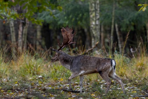 A fallow deer (Dama dama) leaves the rut, rut, mating season, deer rut, autumn, October, Germany