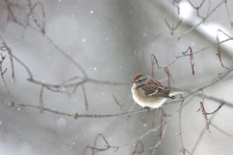 American Tree Sparrow (Spizelloides arborea), Ohio, USA