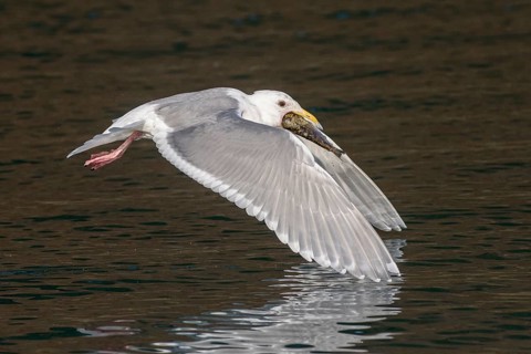Glaucous-winged Gull (Larus glaucescens) catching fish in flight, Alaska, USA
