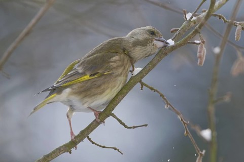 European Greenfinch (Chloris chloris), Saxony, Germany