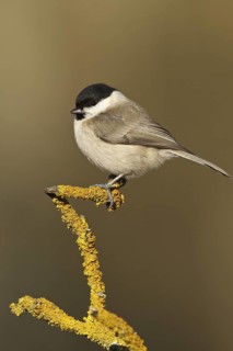 Marsh Tit (Poecile palustris), Rhineland-Palatinate, Germany