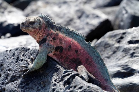 A vibrant marine iguana lounges on the textured volcanic rocks of Galapagos Islands, showcasing its