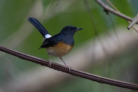 White-rumped Shama (Copsychus malabaricus) female, Malaysia