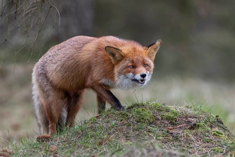 The red fox (Vulpes vulpes) has found something to eat on the small hill, rearing its young, April,