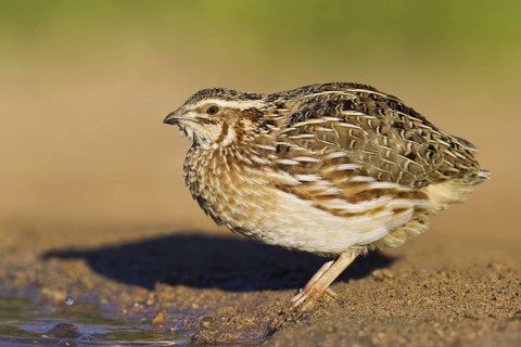 Common Quail (Coturnix coturnix), Eilat, Israel
