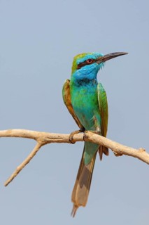 Emerald spint, (Merops orientalis), animal, animals, bird, birds, bee-eater, perching site Salalah,
