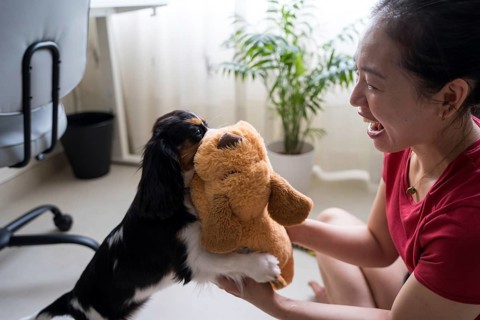 A young woman is joyfully training her Cavalier King Charles Spaniel with a plush toy at home. The