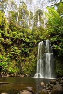 A beautiful waterfall cascades down rocks surrounded by lush green forest. Tall trees and ferns