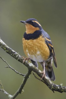 Varied Thrush (Ixoreus naevius), British Columbia, Canada