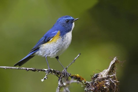 Himalayan Bluetail (Tarsiger rufilatus) male, Thailand