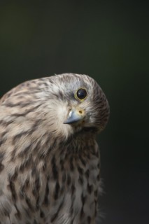 Common kestrel (Falco tinnunculus) adult bird head portrait, England, United Kingdom