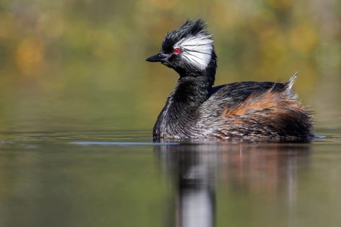 White-tufted Grebe (Rollandia rolland) swimming in a small lake in Chile