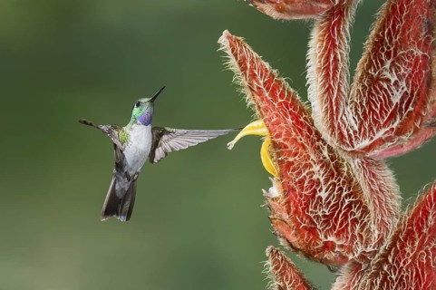 White-bellied Mountain Gem (Lampornis hemileucus), Costa Rica