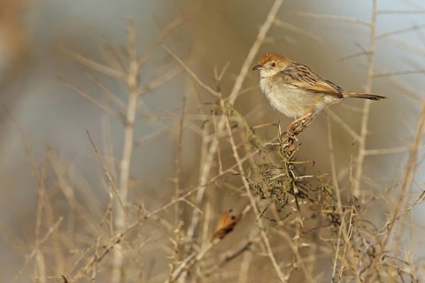 Rattling Cisticola (Cisticola chiniana), Kruger Park, South Africa