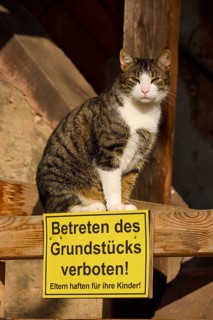 A cat next to a prohibition sign on a wooden beam in front of a house wall in the shade, Erbach,