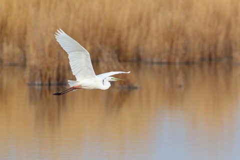 Great Egret (Ardea alba) flying, Lake Neusiedl, Austria