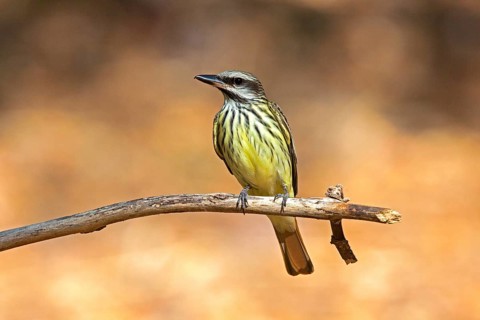 Sulphur-bellied Flycatcher Myiodynastes luteiventris Huachuca Mountains, near Sierra Vista,