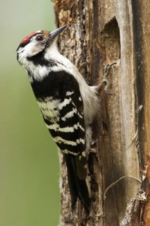 Lesser Spotted Woodpecker (Dryobates minor) male, Nizhegorodskaya, Russia