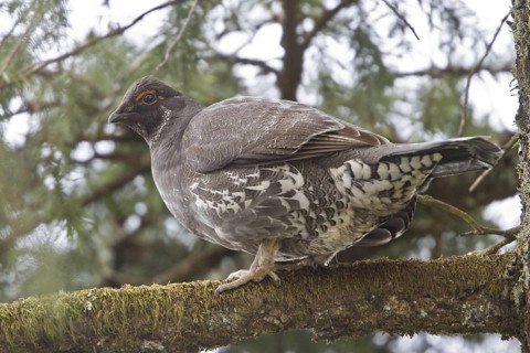 Sooty Grouse (Dendragapus fuliginosus) female, British Columbia, Canada