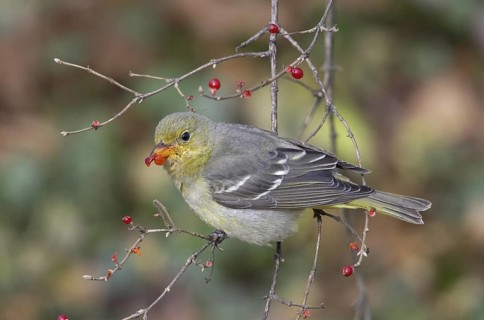 Western Tanager (Piranga ludoviciana), Ohio, USA