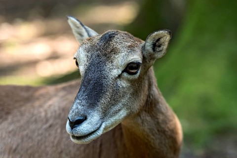European mouflon (Ovis gmelini musimon), mouflon, female, animal portrait in sun-drenched forest,
