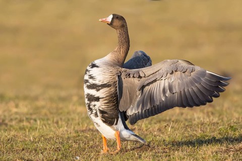 Greater White-fronted Goose (Anser albifrons), North Rhine-Westphalia, Germany