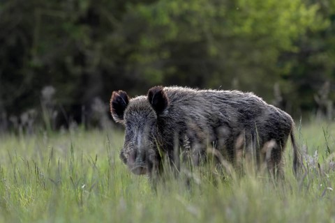 The wild boar (Sus scrofa) doesn't like the situation, one last look in my direction, then it moves