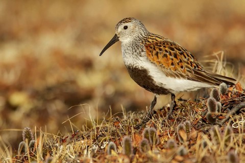 Dunlin (Calidris alpina) feeding on the tundra in Northern Alaska