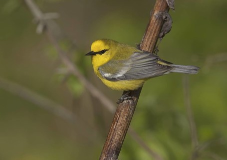 Blue-winged Warbler (Vermivora cyanoptera), Ohio, USA