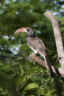 Monteiro's Hornbill (Tockus monteiri), Namibia