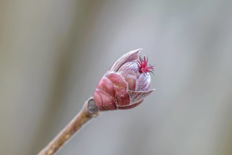 Hazelnut (Corylus 'Rote Zellernuss'),  Germany