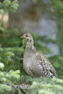 Dusky Grouse Dendragapus obscurus Hannigans Meadow, White mountains, Arizona, United States 27 June