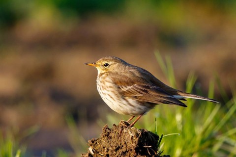Meadow Pipit (Anthus pratensis), North Rhine-Westphalia, Germany