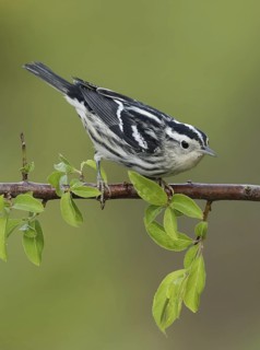 Black-and-white Warbler (Mniotilta varia), Texas, USA