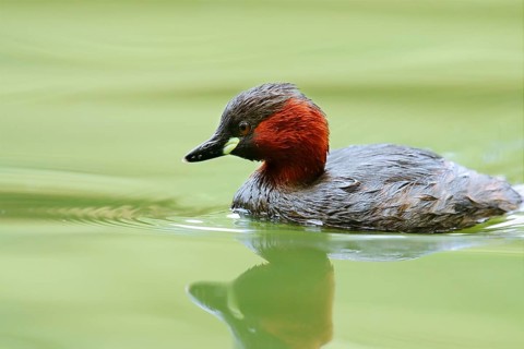 Little grebe (Tachybaptus ruficollis), North Rhine-Westphalia, Germany