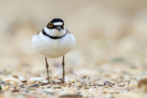 Little Ringed Plover (Charadrius dubius), North Rhine-Westphalia, Germany