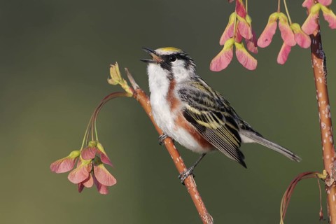 Chestnut-sided Warbler (Setophaga pensylvanica) singing, West Virginia, USA