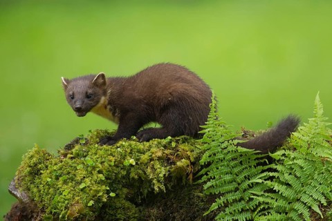 European pine marten (Martes martes) adult mustelid animal on a moss covered stone wall in summer,