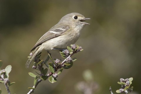 Hutton's Vireo (Vireo huttoni) male singing, California, USA