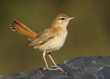 Rufous-tailed Scrub Robin (Cercotrichas galactotes), Alcoutim, Portugal