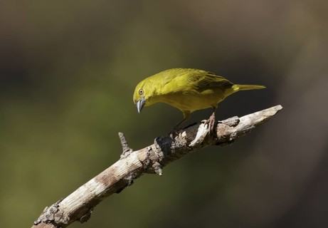 Holub's Golden Weaver (Ploceus xanthops), Chobe, Botswana