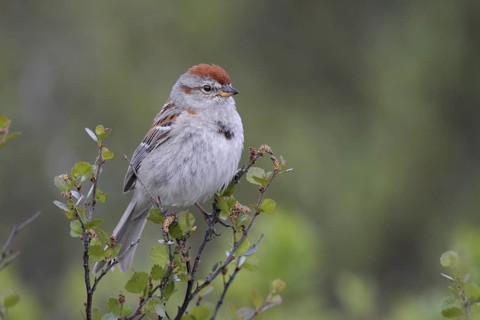 American Tree Sparrow (Spizelloides arborea), Alaska, USA