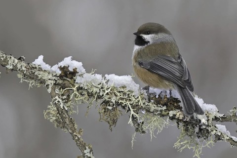 Boreal Chickadee (Poecile hudsonicus), Minnesota, USA