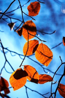 Beech leaves in late autumn, Germany