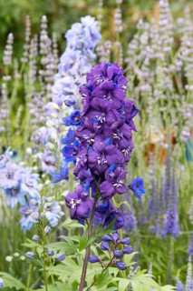 Delphinium (Delphinium 'Christel')