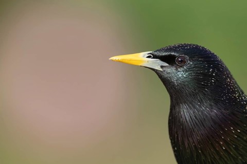 European starling (Sturnus vulgaris) adult bird head portrait, Suffolk, England, United Kingdom