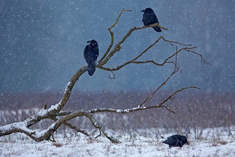 Northern Raven (Corvus corax), Saxony-Anhalt, Germany