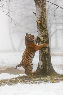 One young Siberian Tiger, Panthera tigris altaica, running thru an open forest with dense fog in